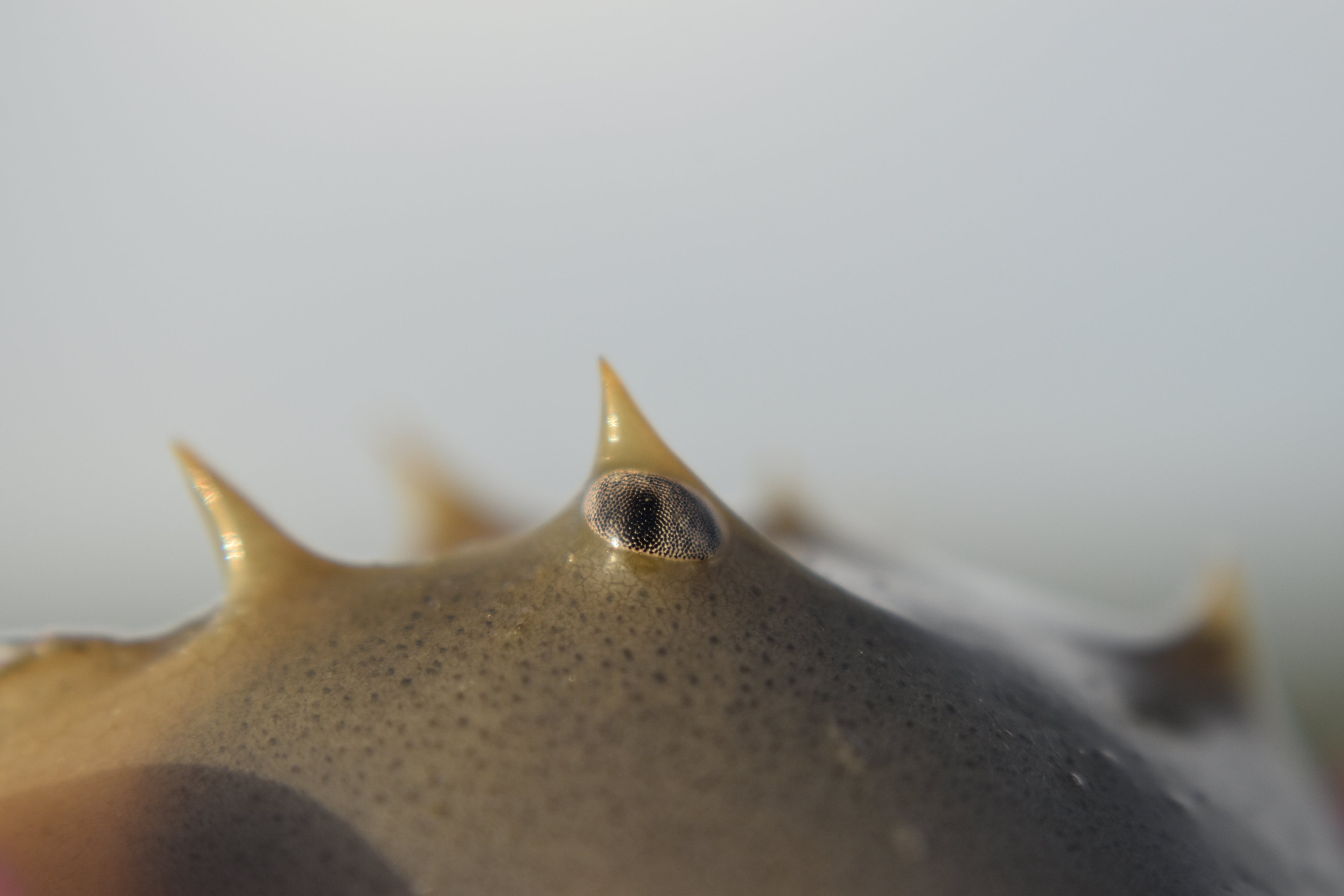 macro shot of a horseshoe crabs compound eye